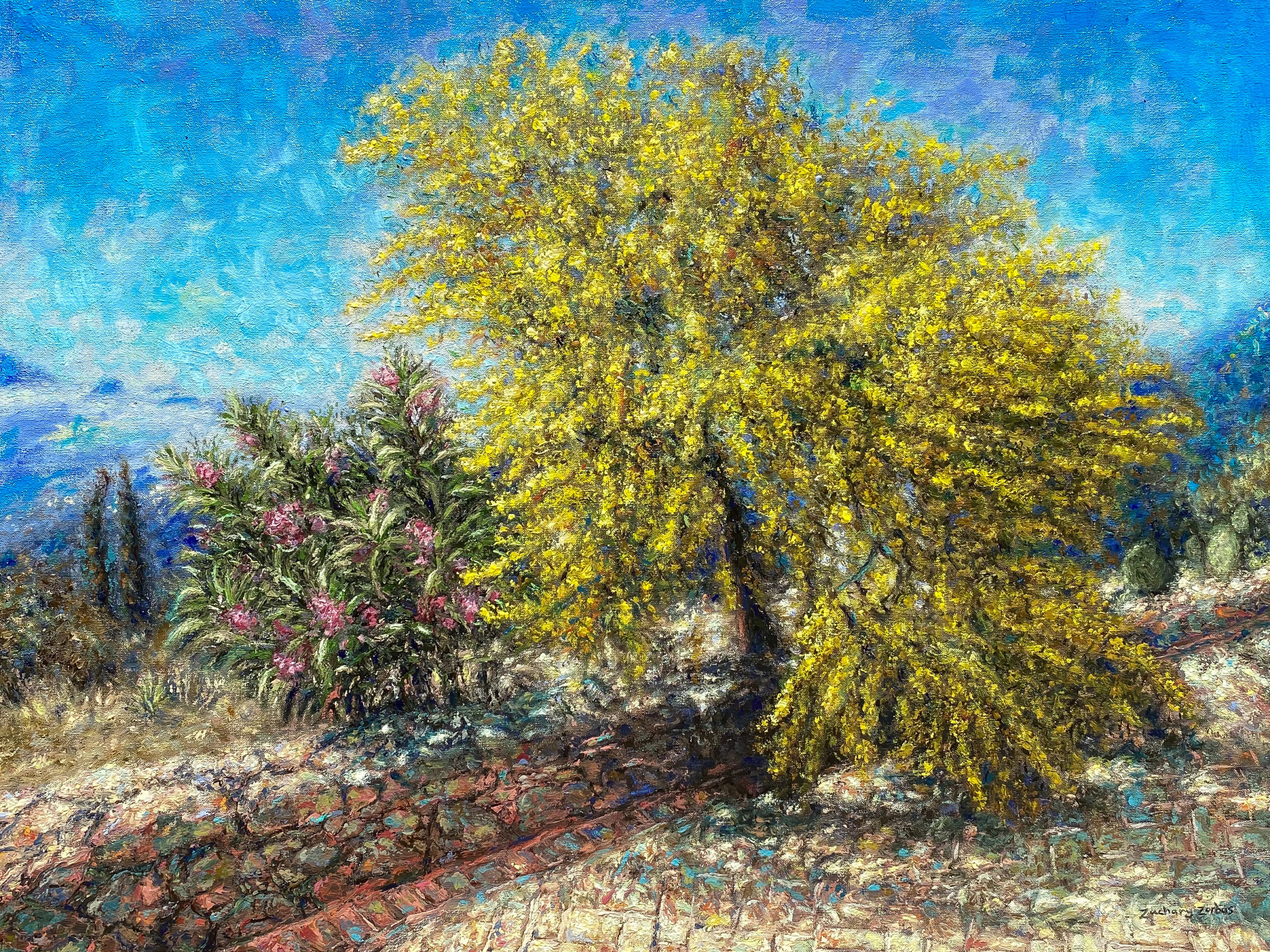Blooming Acacia Tree in Aegina Greece